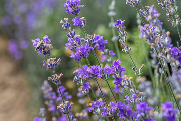 Bunch of scented flowers in the lavender fields