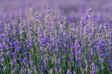 Lavender flowers blooming in a field during summer