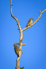 A pair of american northern flickers on a dead tree in Calgary
