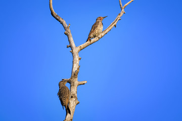 A pair of american northern flickers on a dead tree in Calgary
