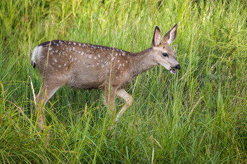 Mule deer fawn standing in high grass in Calgary
