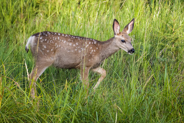 Mule deer fawn standing in high grass in Calgary