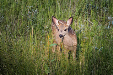 Mule deer fawn standing in high grass in Calgary
