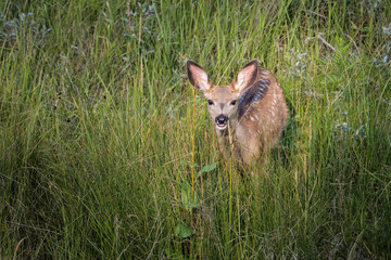 Mule deer fawn standing in high grass in Calgary