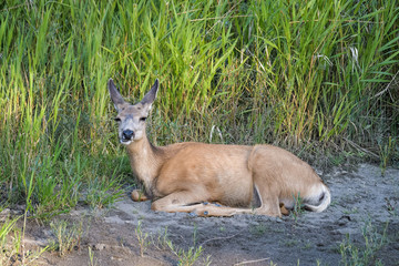 Female mule deer in high grass in Calgary
