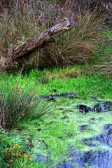 grass in the forest