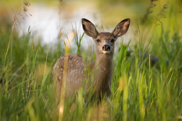 Mule deer fawn standing in high grass in Calgary
