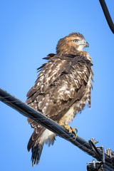 Closeup of a red tailed hawk sitting on a power line