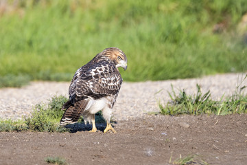 Red tailed hawk playing with a rock on a dirt road in Calgary