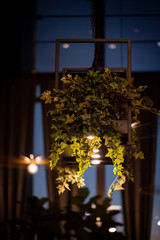Element of the interior of the restaurant, flowerpots hanging from the ceiling.Элемент интерьера ресторана, кашпо с цветами висящее под потолком.