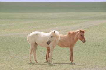 The Mongolian horse  -  native horse breed of Mongolia.
