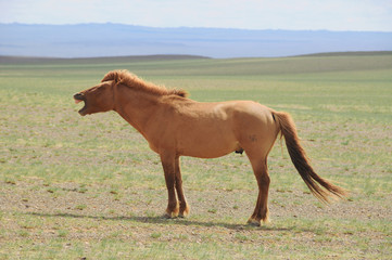 The Mongolian horse  -  native horse breed of Mongolia.   © robnaw
