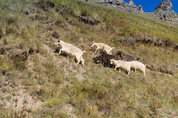 Obraz na płótnie Canvas a flock of goats and sheep grazing on the hill of Caucasus mountains near Elbrus - the highest mountain in Europe