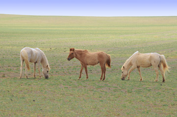 Obraz na płótnie Canvas The Mongolian horse - native horse breed of Mongolia. 