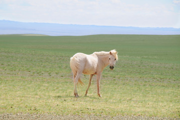 The Mongolian horse  -  native horse breed of Mongolia.
