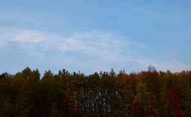 trees and blue sky