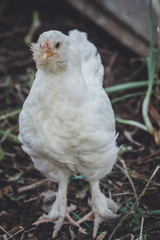 chicken aruacana white