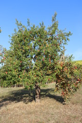 Endlich Herbst - Baum mit reifen, roten Holzäpfeln in Franken