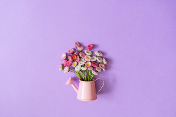 Summer creative composition in minimal style. White and pink Marguerite daisy flowers bouquet in small watering can on light lilac background. Top view, flat lay, copy space