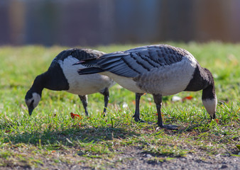 Two white-breasted brant geese eating grass