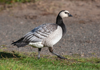 White-breasted brant goose