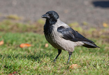 Big black crow on a grass