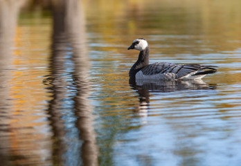 White-breasted brant goose in a pond