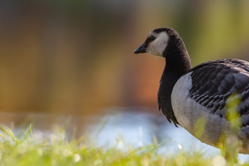 White-breasted brant goose