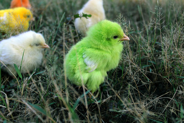 Colorfull little chickens