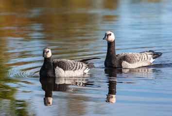 Two white-breasted brant geese