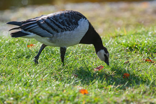 White-breasted brant goose eating grass