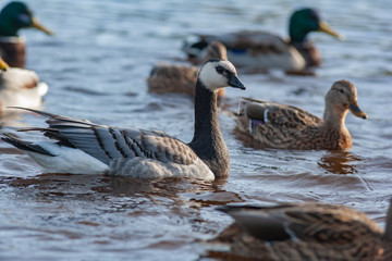 White-breasted brant goose