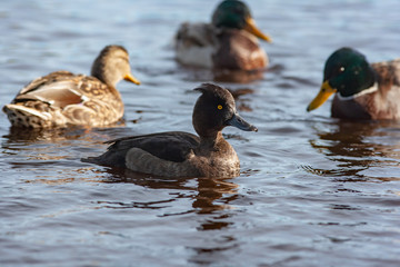 Ducks in apond