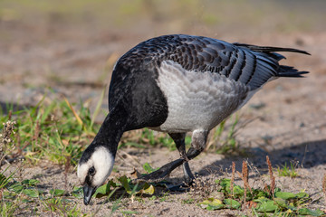 White-breasted brant goose eating grass
