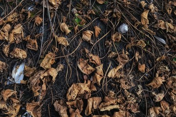 Vertrocknete Seerosen und Teichmuscheln infolge Klimawandel