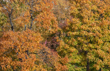 Colorful foliage on trees in the city park