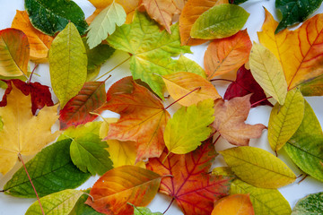 Colorful leaves covered with wax