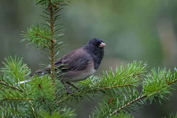 Dark eyed junco in a tree in Jasper national park
