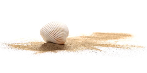 Sea shell in sand pile isolated on white background