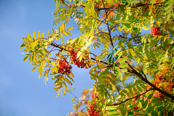 Vogelbeerbaum vor blauem Himmel