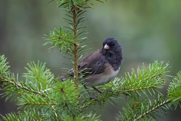 Dark eyed junco in a tree in Jasper national park