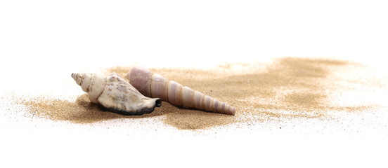 Sea shells in sand pile isolated on white background