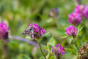 Moth on a flower in Jasper National park