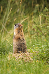 Columbia ground squirrel in front of its den in Jasper national park