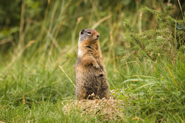 Columbia ground squirrel in front of its den in Jasper national park