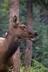 Closeup of a female elk eating in a forest in Jasper National Park