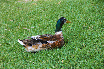 duck with colorful feathers on the green grass