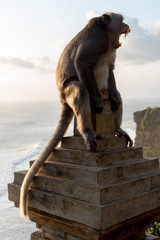 Obraz na płótnie Canvas Monkey In Front Of Uluwatu Temple, Bali