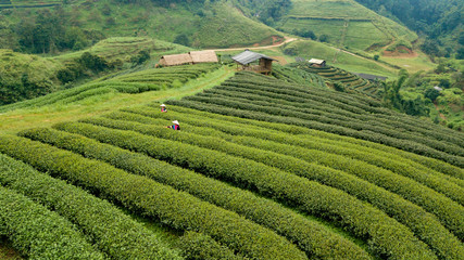 Landscape aerial view green tea field and Hmong people's harvesting tea leaf in Doi Ang Khang...