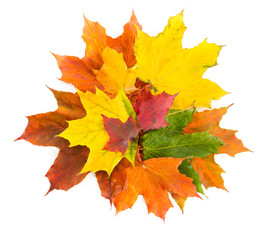 Fototapeta na wymiar Bouquet of colorful autumn maple leaves on a white background.